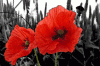 Mohn_Blume.gif