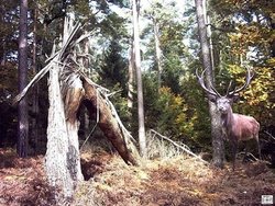 Waldbesuch.jpg