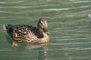 IMG_0061.JPG