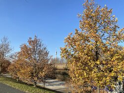 IMG_0465.JPEG