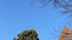 IMG_0474.JPEG