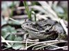 frosch.jpg