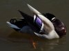 ente.jpg