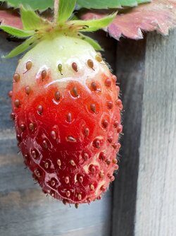 C832C0D8-05F3-4537-80A1-9AEA5B98B25B.jpeg