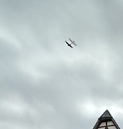 IMG_5736_Detail.jpg