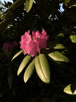 IMG_1029.jpeg