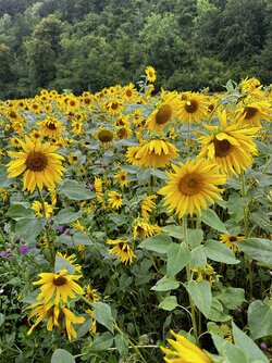 IMG_1743.jpeg