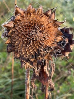 IMG_9555.jpeg