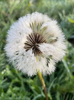 IMG_9552.jpeg