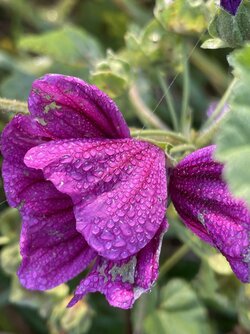 IMG_9547.jpeg