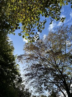 IMG_3415.jpeg