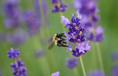 Hummel.jpeg