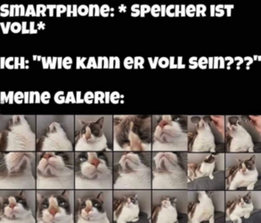 katzen.png