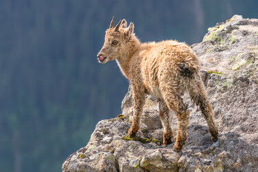 Steinbock_3.jpg