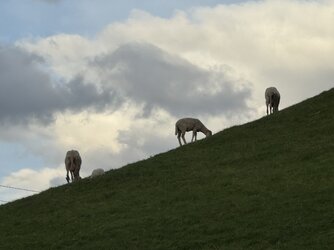 IMG_2260.jpeg