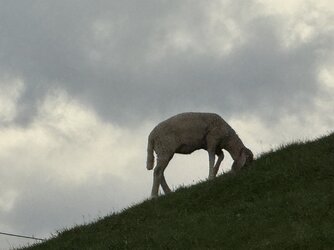 IMG_2261.jpeg