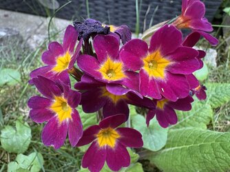 IMG_2248.jpeg