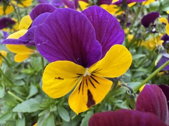 IMG_2246.jpeg