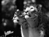 snowleopards2.jpg