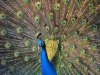 800px-Pfau_imponierend.jpg