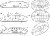 apple-multi-touch-mouse.jpg