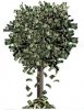 money_tree.jpg