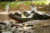 DSC_0165-2lq.jpg