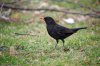 Amsel..jpg