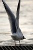 Möwe..jpg