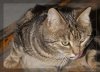 Katzenjammer 2..jpg