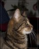 Katzenjammer..jpg