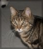 Katzenjammer 3..jpg