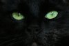 kitty2..jpg