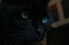 kitty..jpg