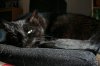 kitty3..jpg