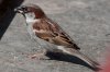 spatz1_2.jpg
