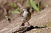 spatz3_2.jpg