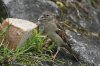 spatz2_2.jpg