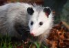 wildlife-12.jpg