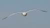 larus.jpg