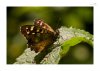 unbekannter_Schmetterling-4.jpg