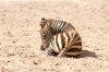 zoo0818-34.jpg