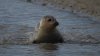 Seal im Priel.jpg