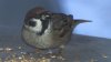 Spatz.jpg