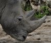 Nashorn.jpg