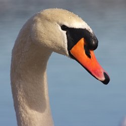 Schwan.jpg