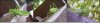 greenman.jpg