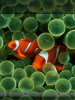 nemo_nodate.png