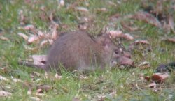 wuehlmausratte.jpg