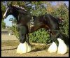 Racing_muscular_shire_horse.jpg